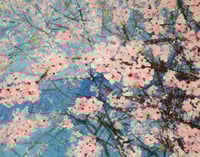 Cherry Blossom 2