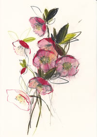 Hellebore study no. 10