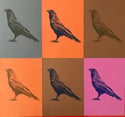 Raven riso print blue/brown