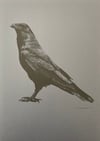 raven riso print black/dark gray