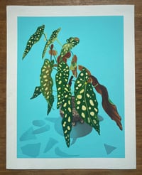 Spotted Begonia, Giclée print, limited edition of 25