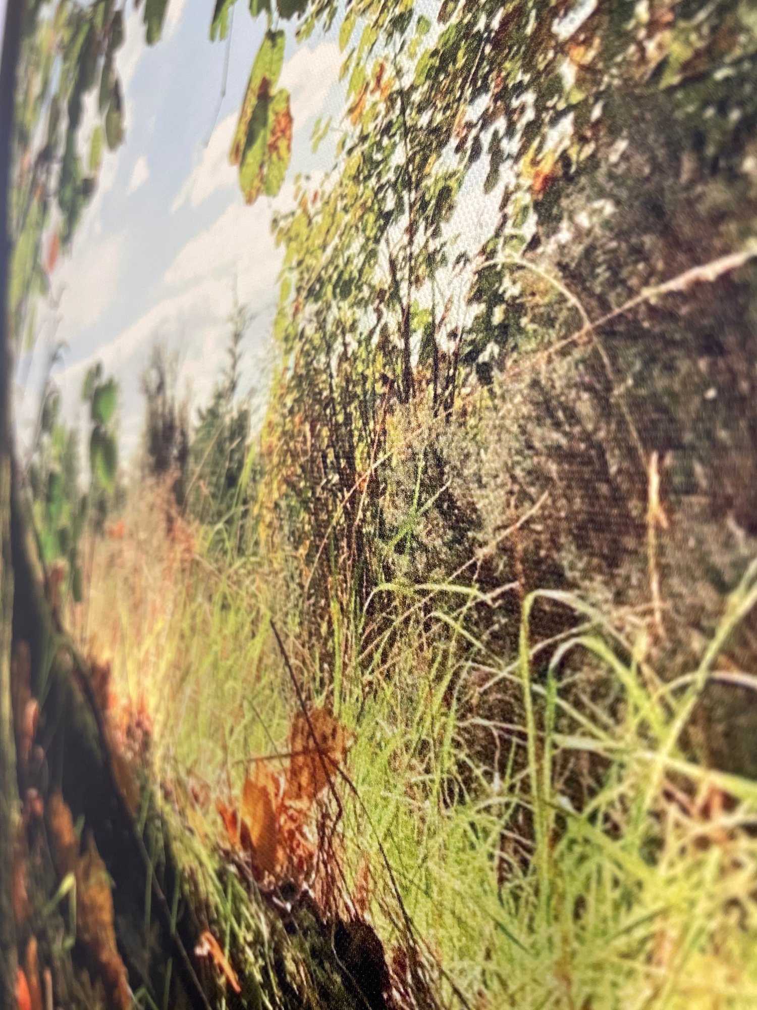 Image of Wonderland (60x80)