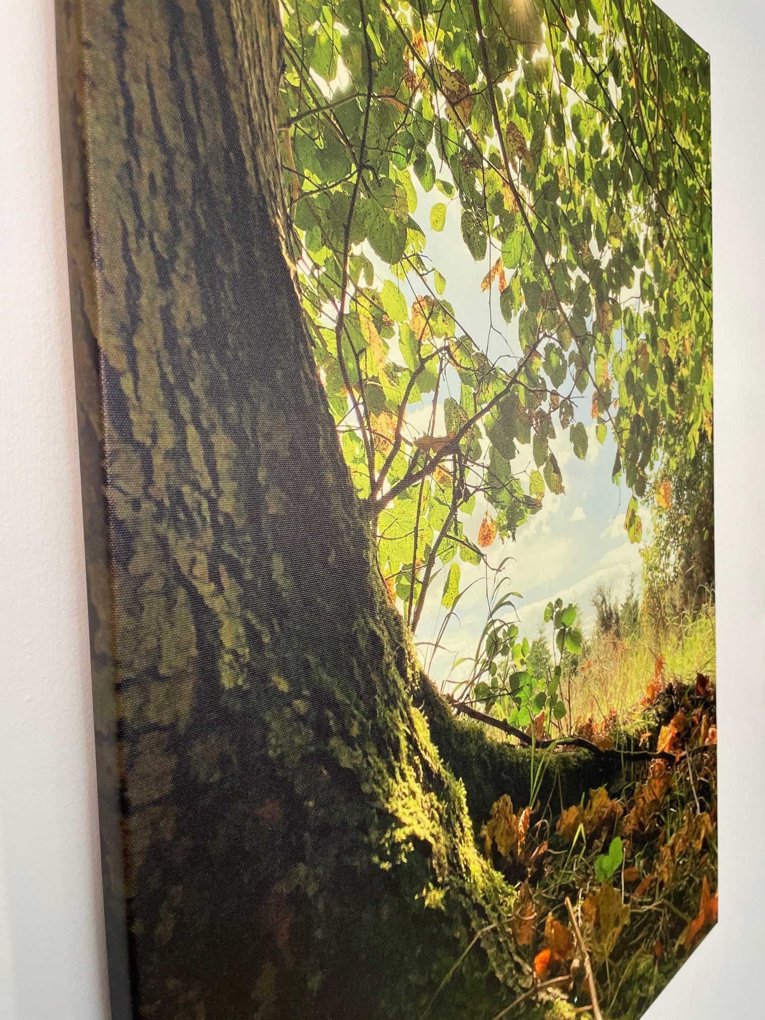Image of Wonderland (60x80)