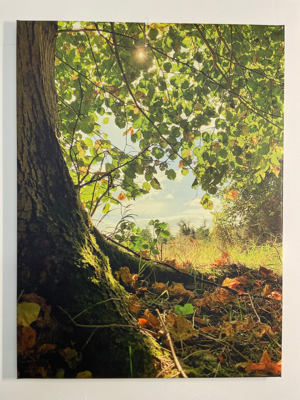Image of Wonderland (60x80)