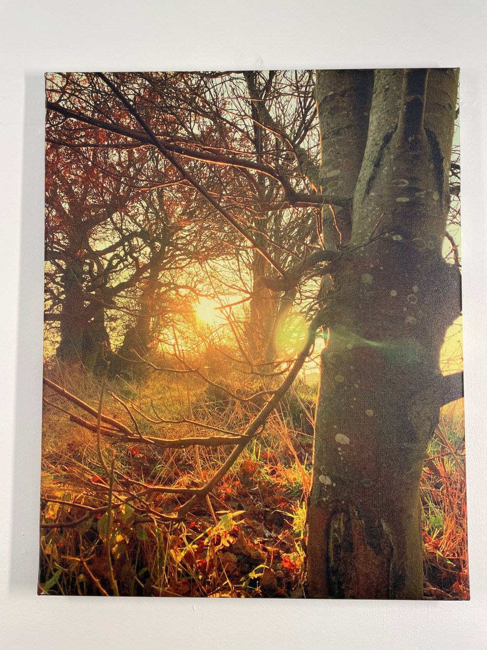Image of Late Light (40x50)