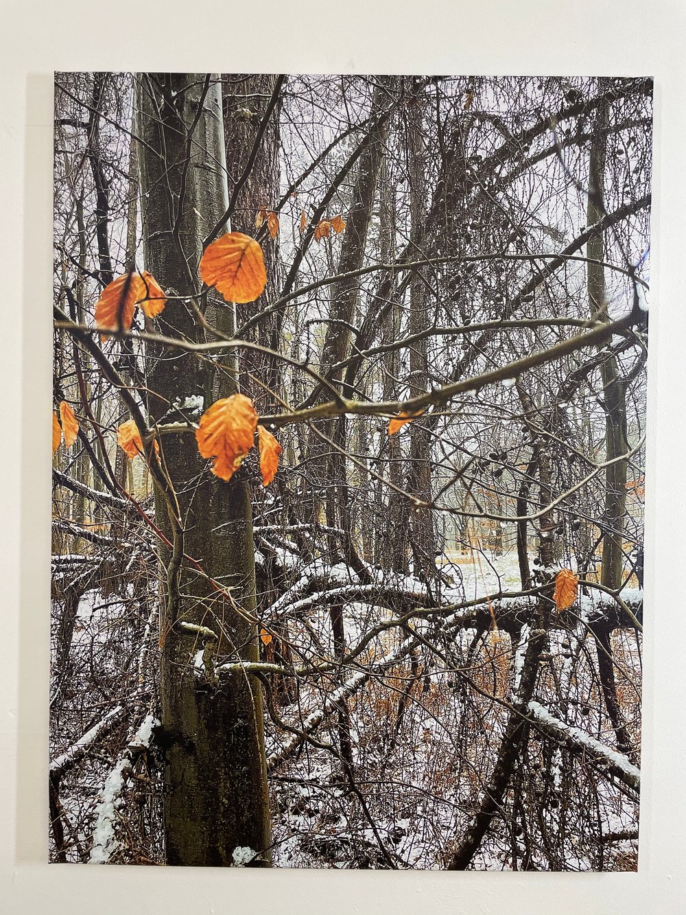 Image of Winter Trees (60x80)