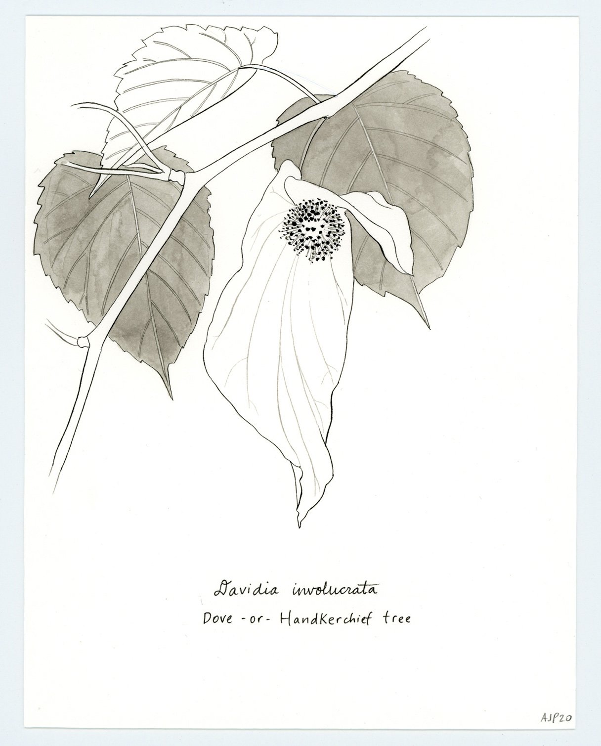 Davidia involucrata / Dove or Handkerchief tree