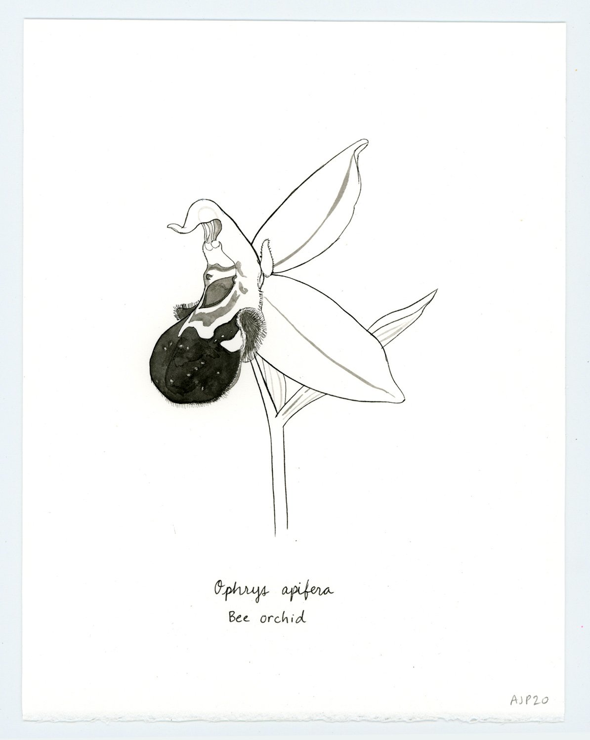 Ophrys apifera / Bee orchid