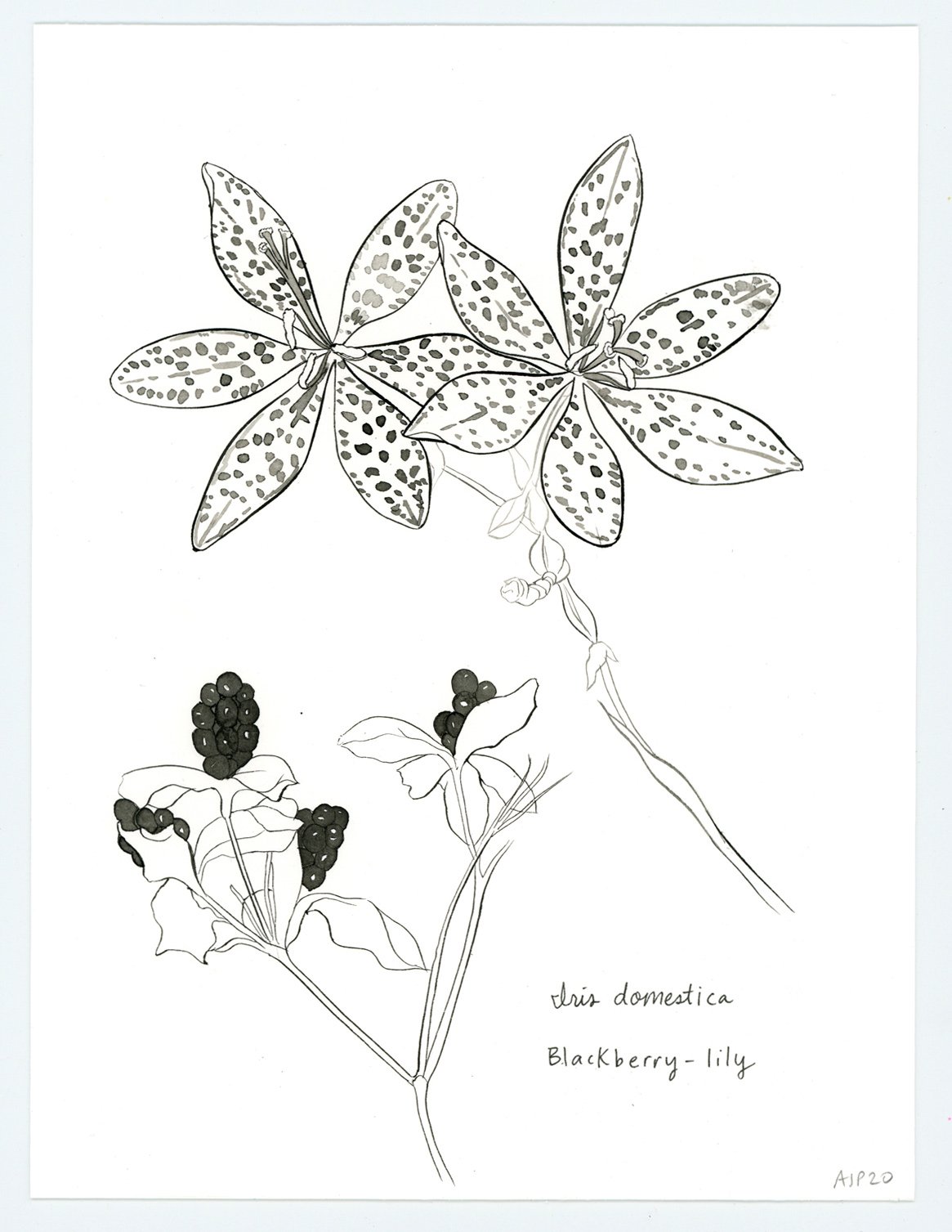 Iris domestica / Blackberry-lily