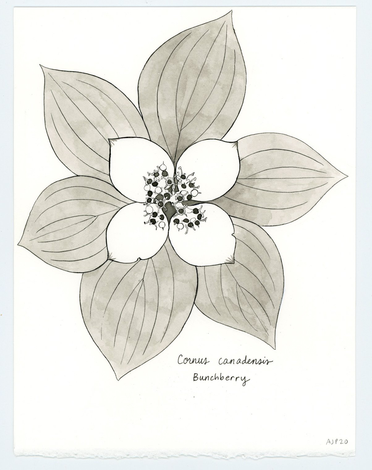 Cornus canadensis / Bunchberry