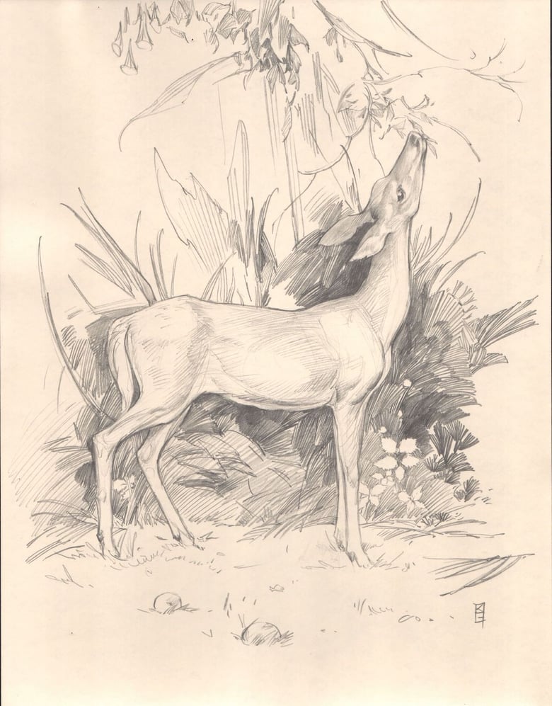 Image of " Deer Sketch " (ORIGINAL)