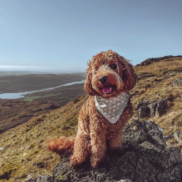 Image of THE APOLLO NECKERCHIEF