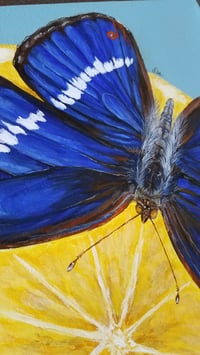 Image 3 of Purple Emperor Butterfly 