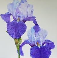 Image 1 of Blue Rhythm Bearded Iris 