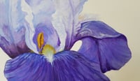 Image 3 of Blue Rhythm Bearded Iris 