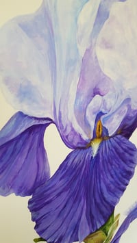Image 4 of Blue Rhythm Bearded Iris 