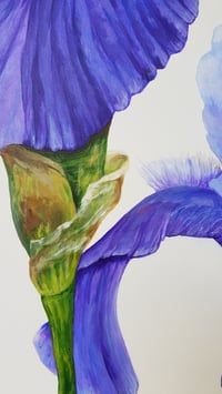 Image 5 of Blue Rhythm Bearded Iris 