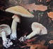 Image of (Gary P. Menser)(Hallucinogenic and Poisonous Mushroom Field Guide)