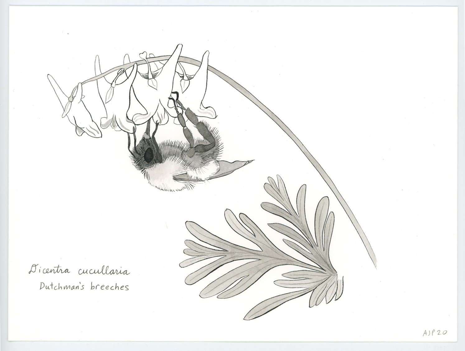 Dicentra cucullaria / Dutchman's breeches