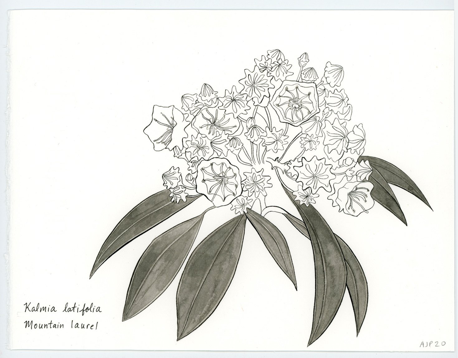 Kalmia latifolia / Mountain laurel