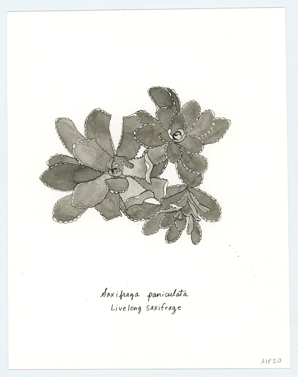 Saxifraga paniculata / Livelong saxifrage