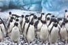 A Waddle of Adelie Penguins