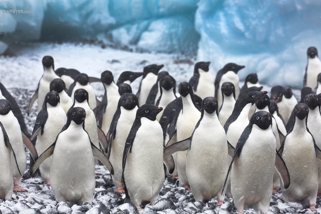 A Waddle of Adelie Penguins