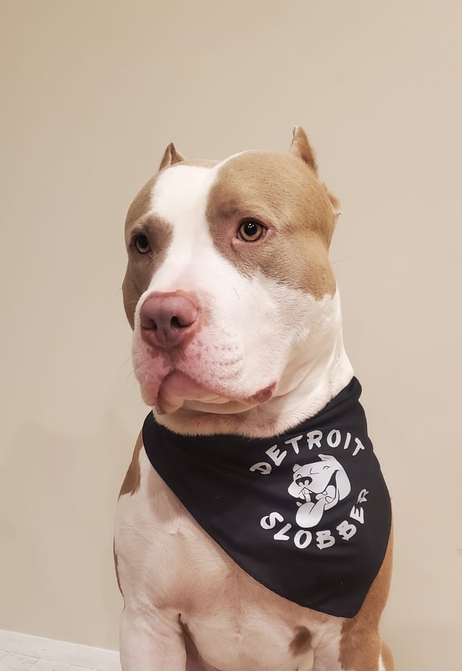 Detroit Dog Bandana 