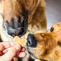 Image 3 of Heart Shaped Dog Treats