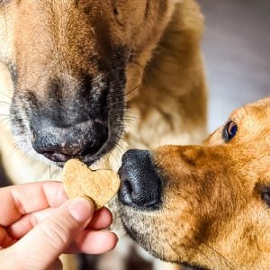 Image of Heart Shaped Dog Treats