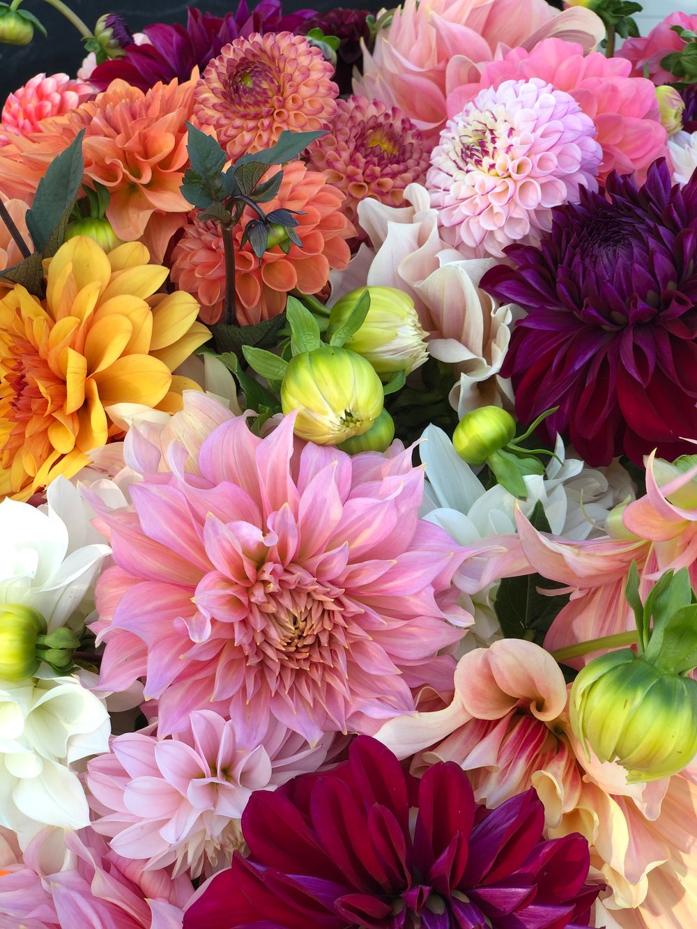 Image of 2025 Dahlia Subscription Program