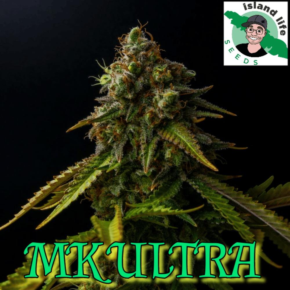 MK Ultra ( Island Life Seeds ) 5 pk