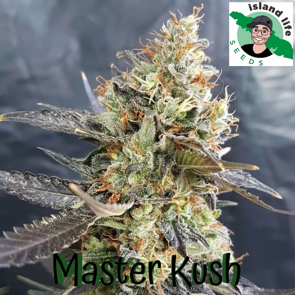 Master Kush ( Island Life Seeds ) 5 pk