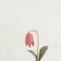 Image 2 of cocon fritillary