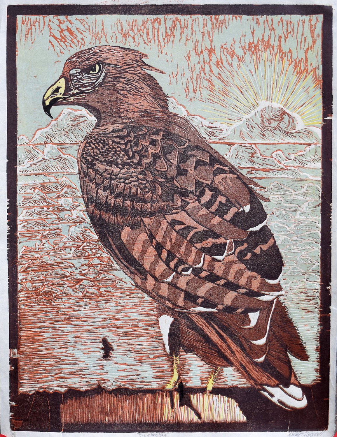 Red Tail Hawk
