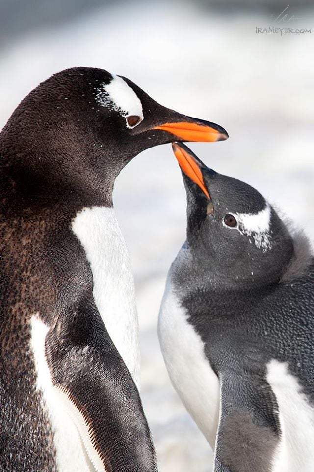Gentoo Penguin and Chick