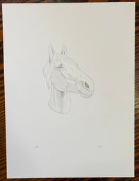 Image 1 of Horse 1