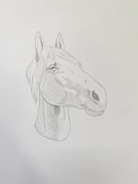 Image 2 of Horse 1