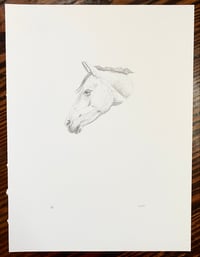 Image 1 of Horse 2
