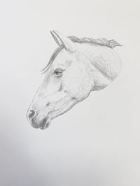 Image 2 of Horse 2