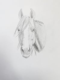 Image 2 of Horse 3
