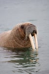 I Am the Walrus