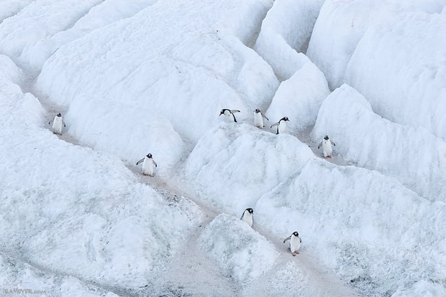 Penguin Highway