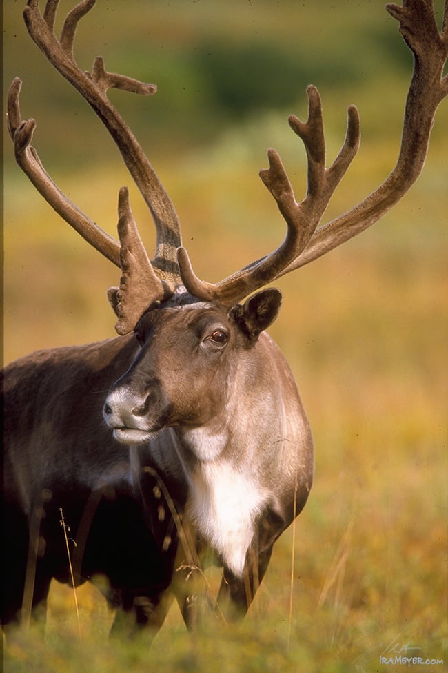 Bull Caribou