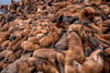 California Sea LIons