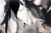 Chinstrap Penguin and Three Chicks