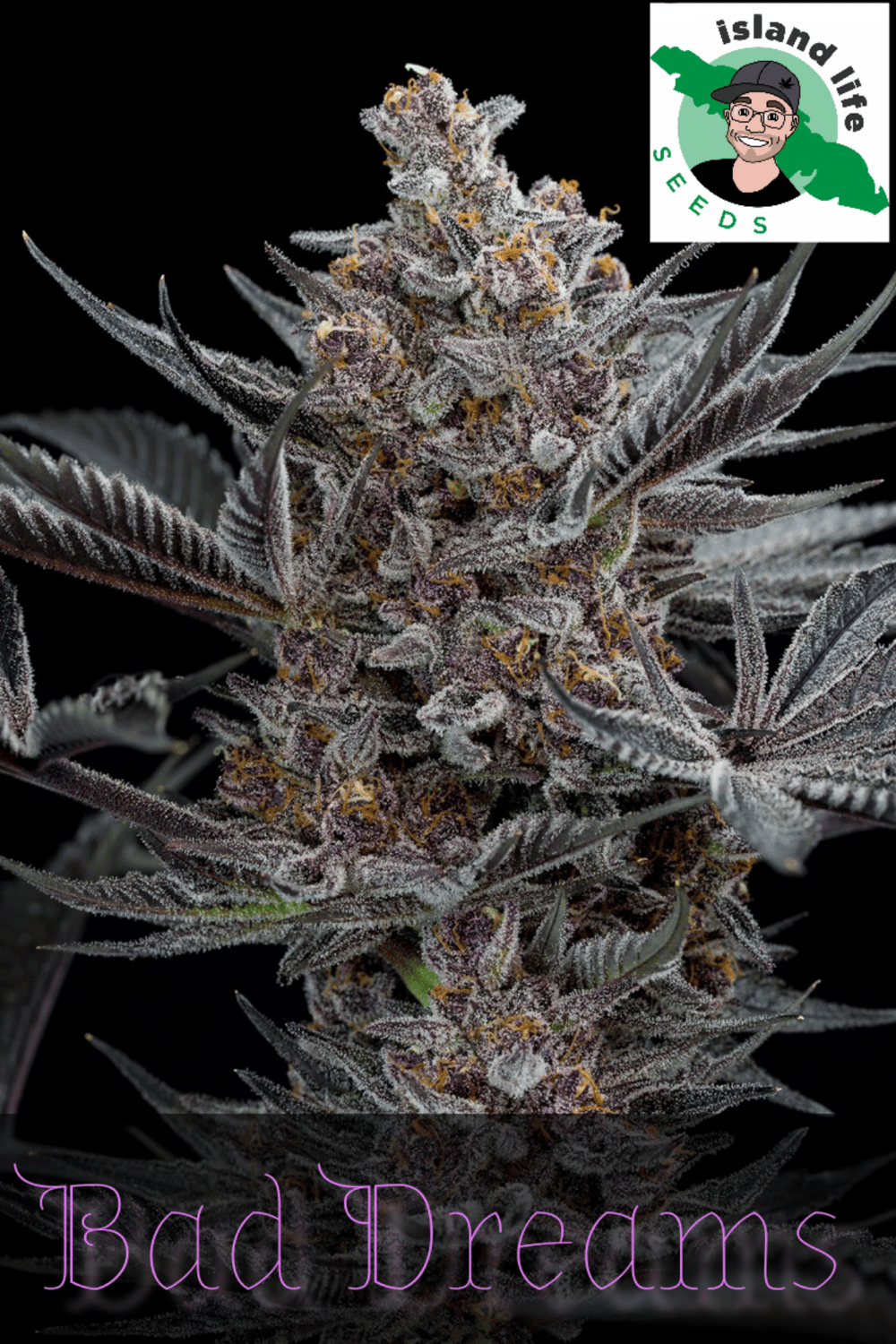 Bad Dreams ( Island Life Seeds ) 5 pk