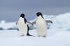 Two Adelie Penguins 
