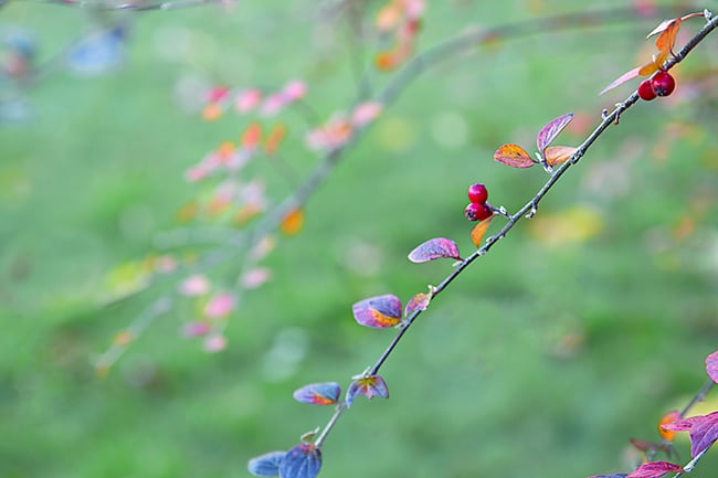 Autumn Berries