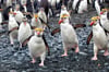 Royal Penguins on the March